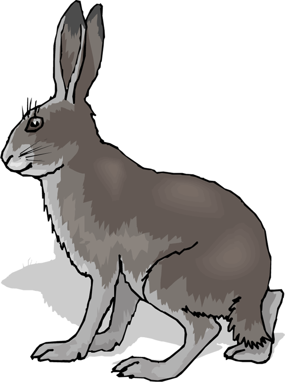 559x750 Grey Rabbit Clipart
