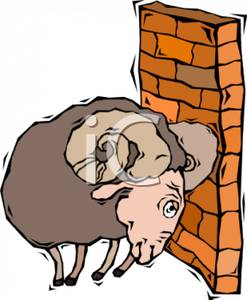 247x300 Ram Butting A Brick Wall