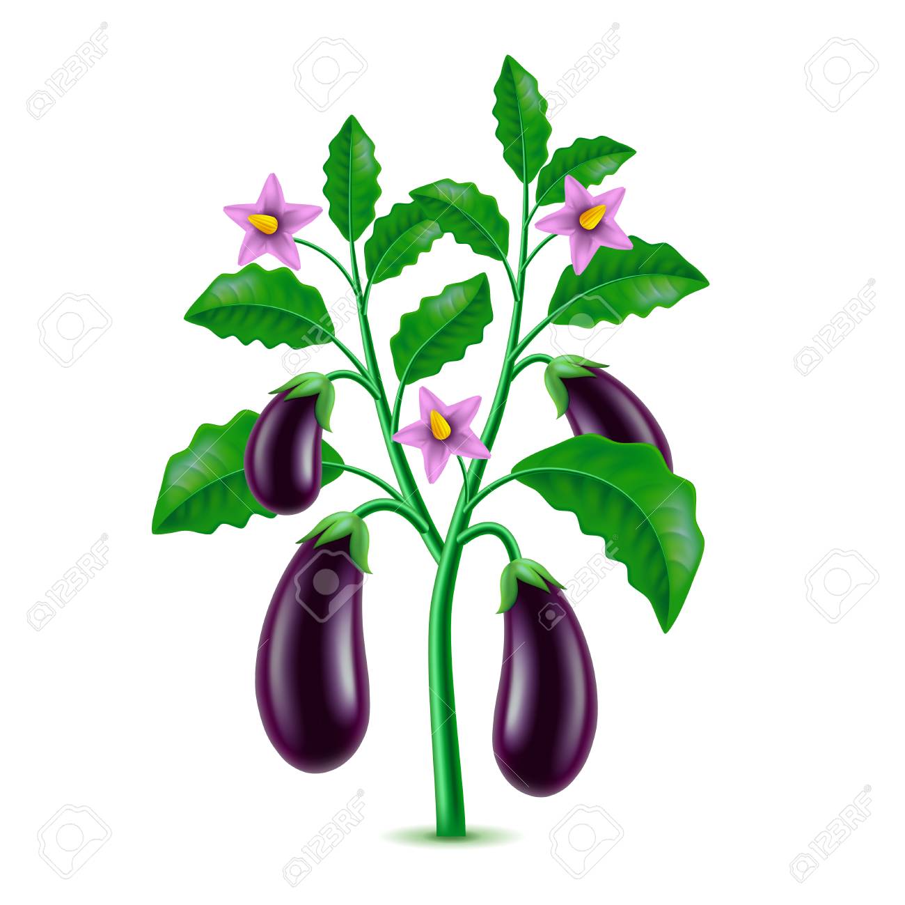 1300x1299 Stem Clipart Eggplant