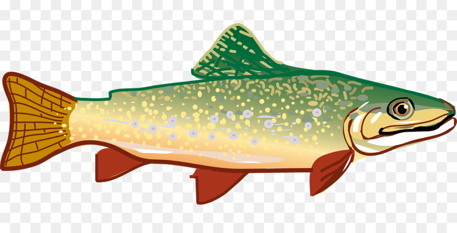 900x460 Rainbow Trout Clip Art