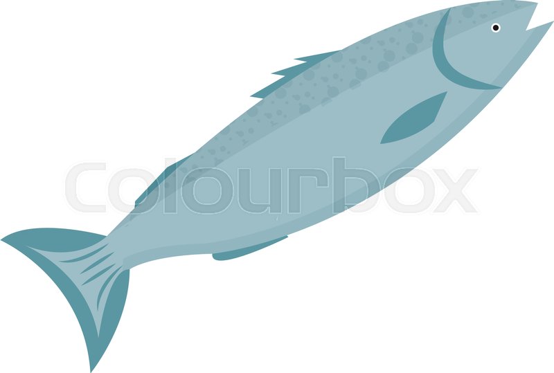 800x539 Trout Icon Flat Style. Forel Fish Isolated On White Background