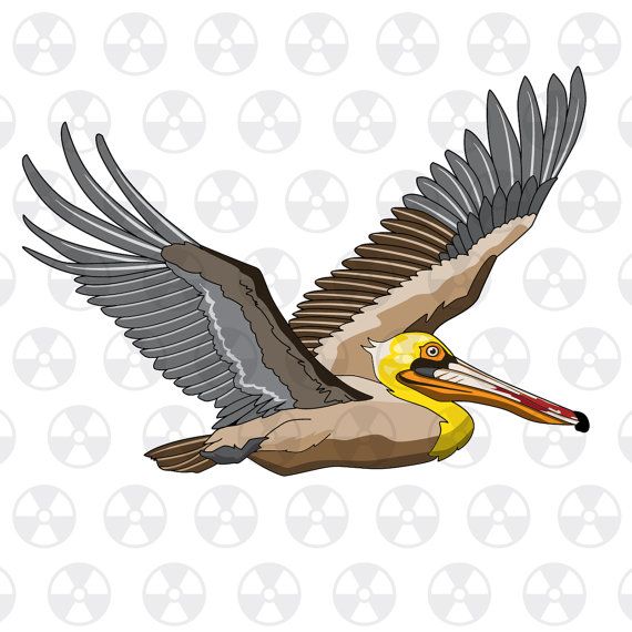 570x570 Vector Louisiana Wildlife, Louisiana Brown Pelican, Digital Brown
