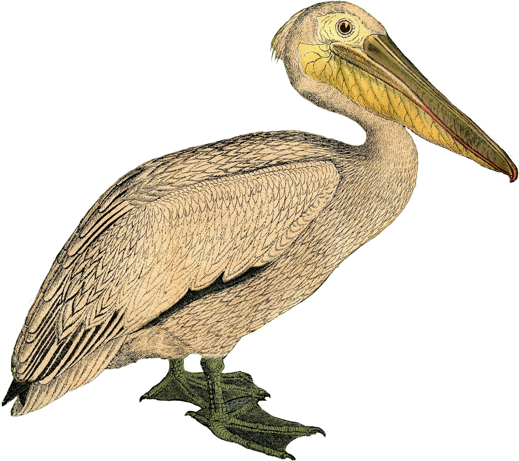 1800x1599 Vintage Pelican Image Vintage, Bird
