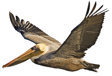 387x263 Brown Pelican Clip Art Clipart Panda