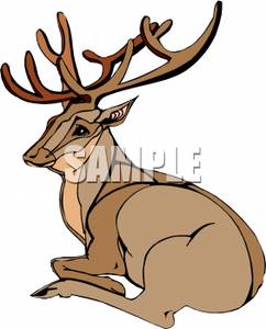 242x300 A Buck With Large Antlers Laying Down Clip Art Image