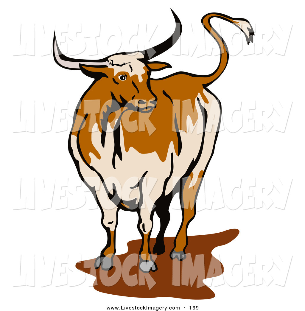 1024x1044 Royalty Free Bull Stock Livestock Designs