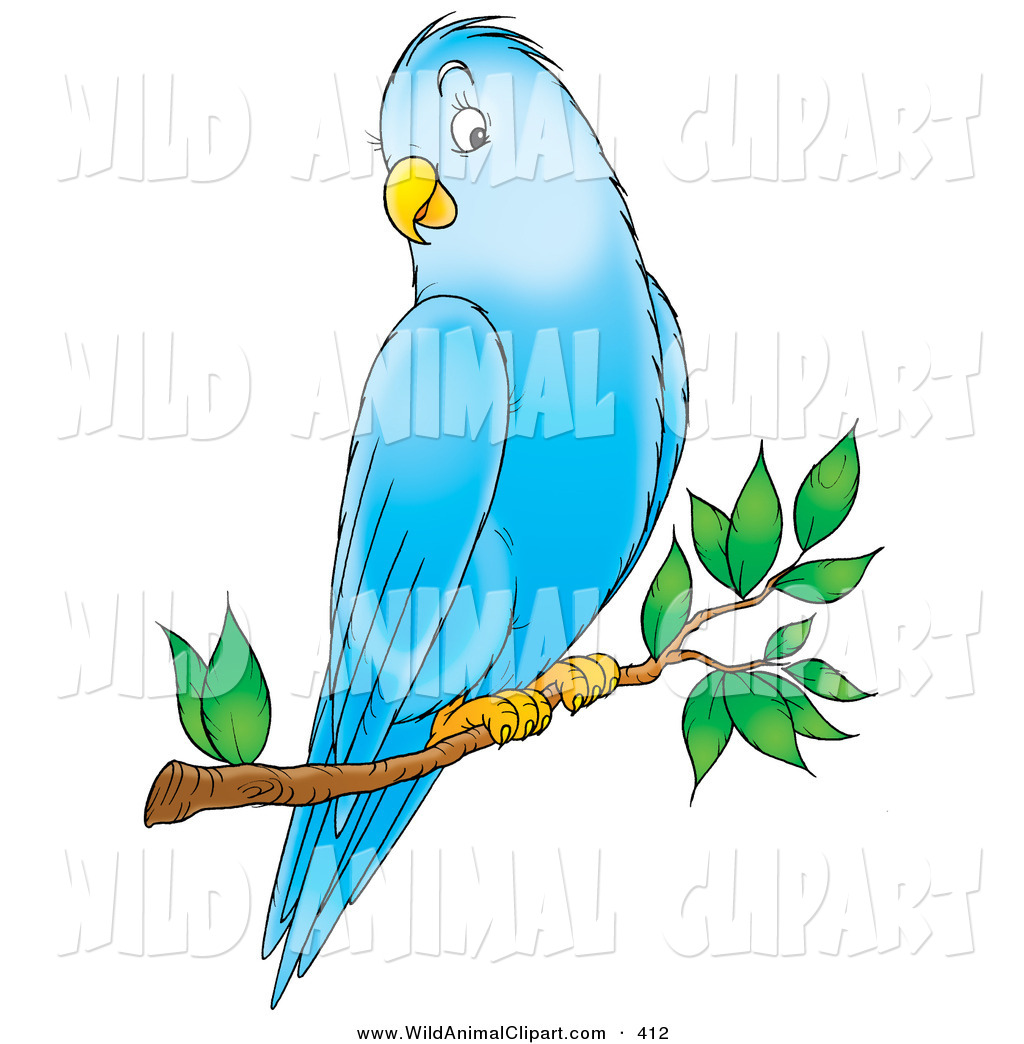 1024x1044 Parakeet Clipart