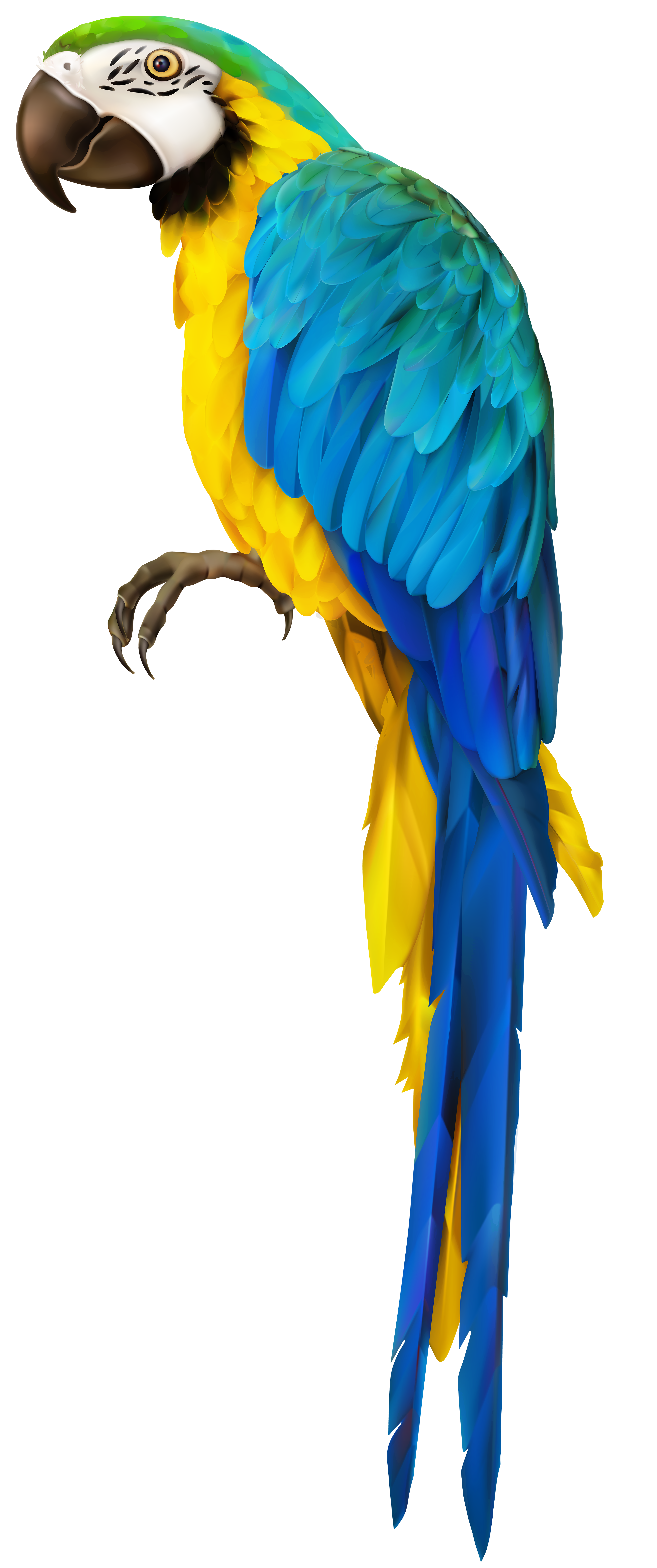 3353x8000 Parrot Transparent Clip Art Imageu200b Gallery Yopriceville