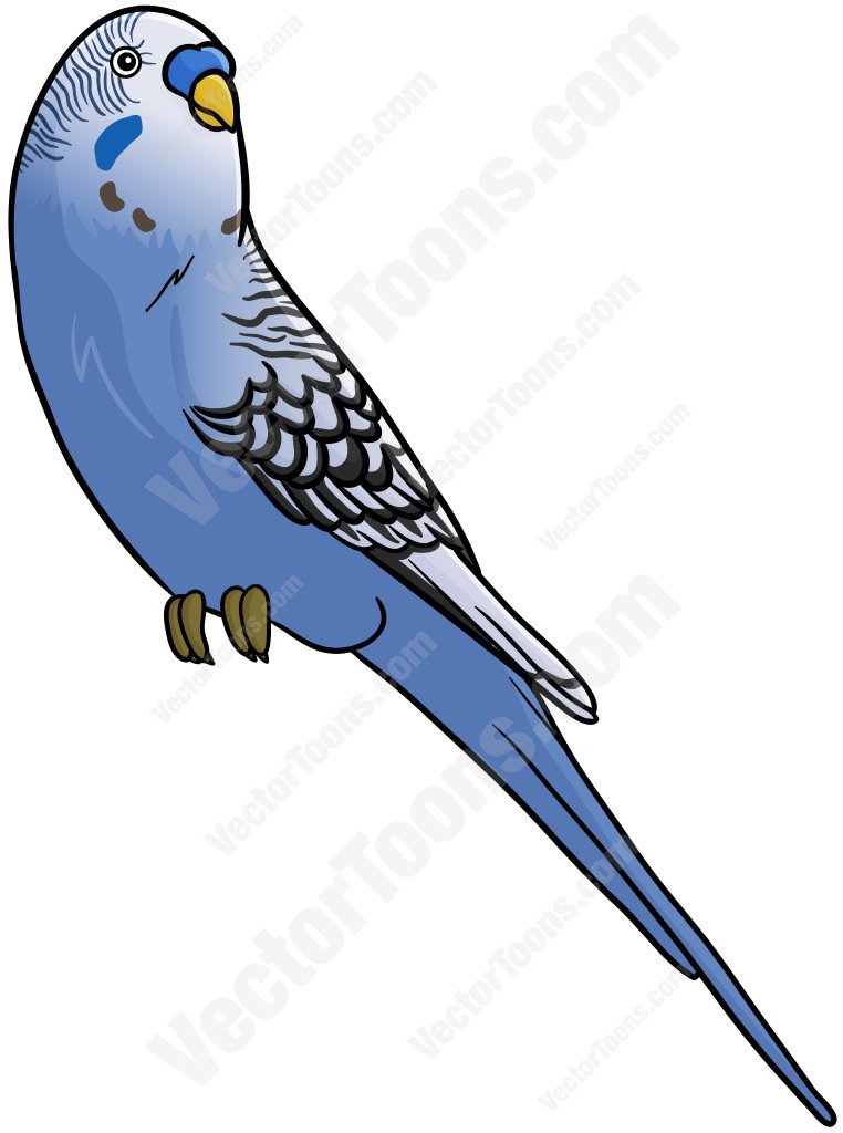 Budgie Clipart at GetDrawings | Free download