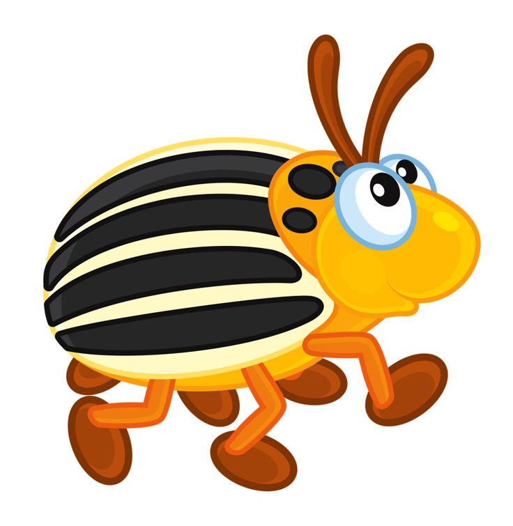 736x755 Class Insecta Clipart