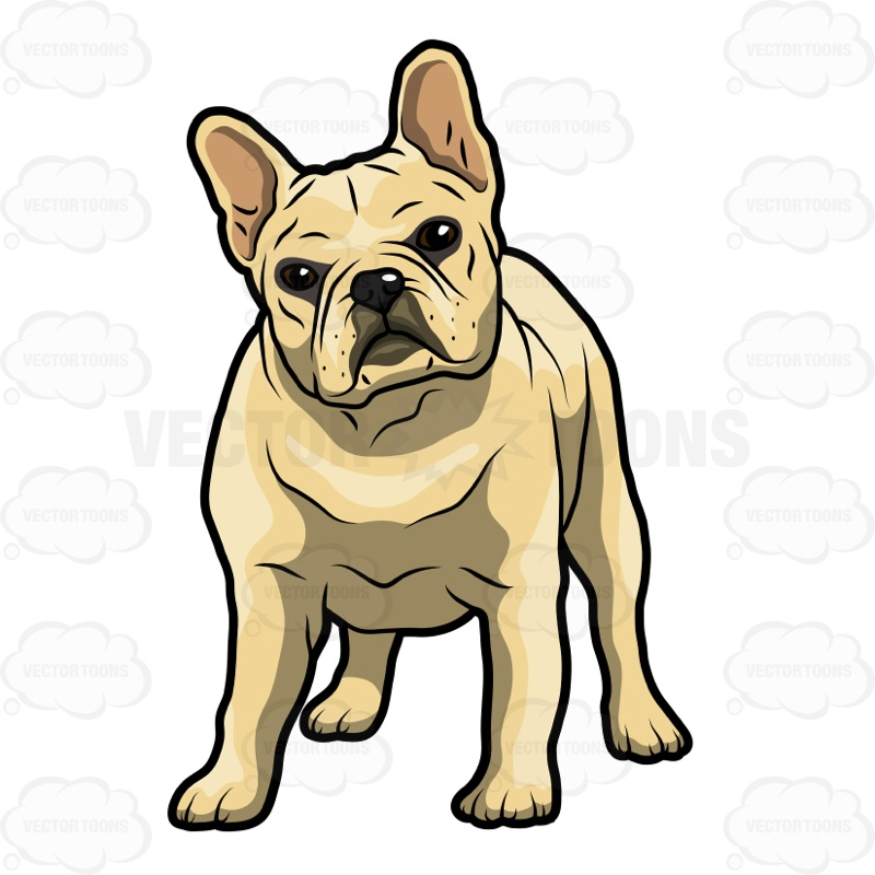 800x800 French Bulldog Puppies Clipart Vector Toons