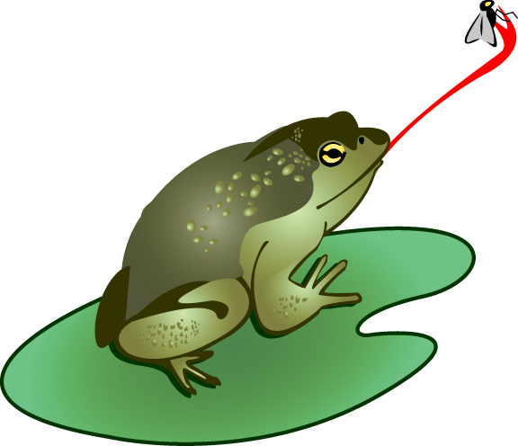 576x496 Image Of Bullfrog Clipart