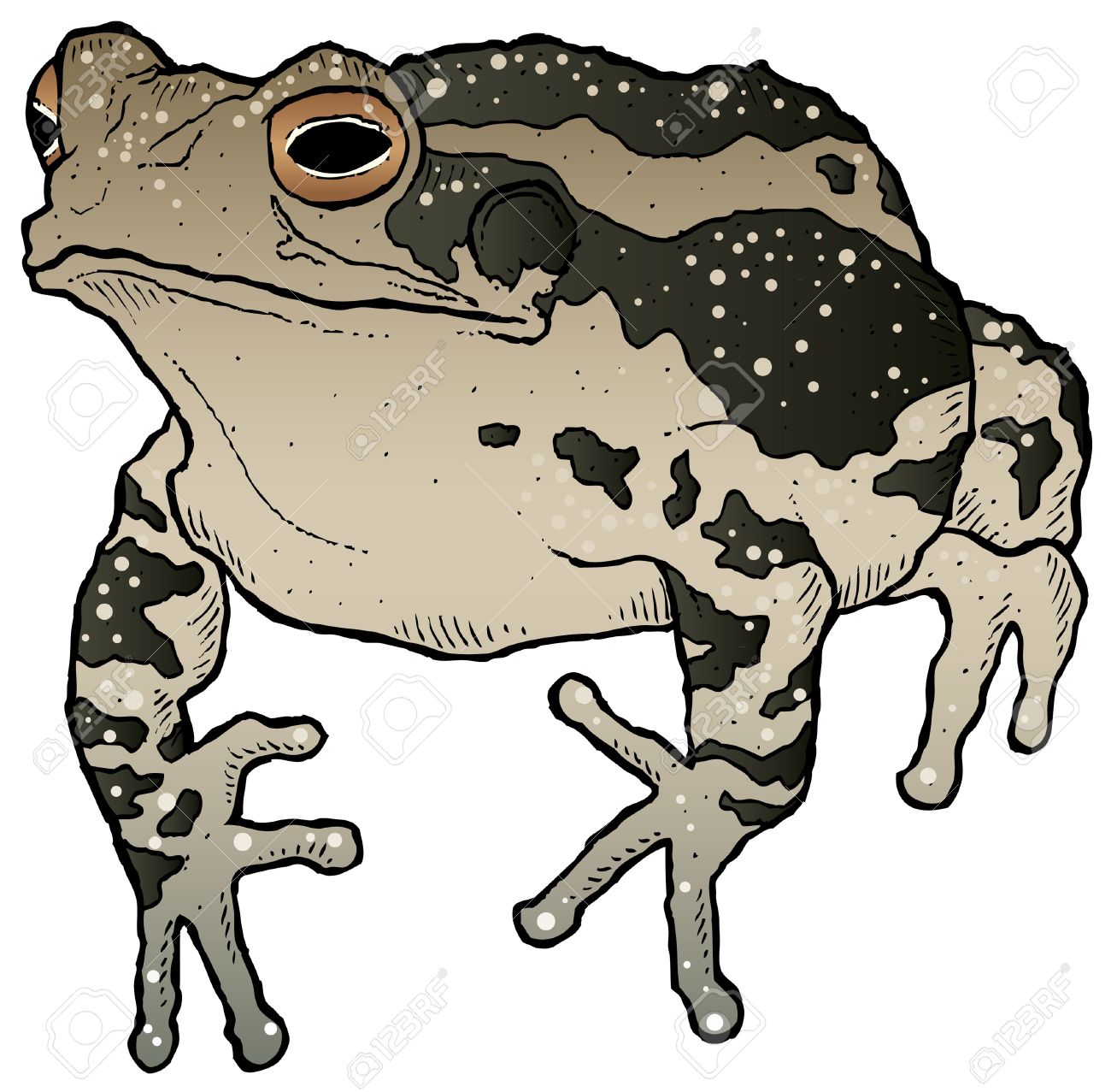 1300x1277 Top 90 Toad Clipart