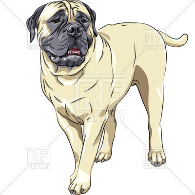 400x400 Bullmastiff