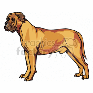 300x300 Royalty Free Mastiff 131714 Vector Clip Art Image