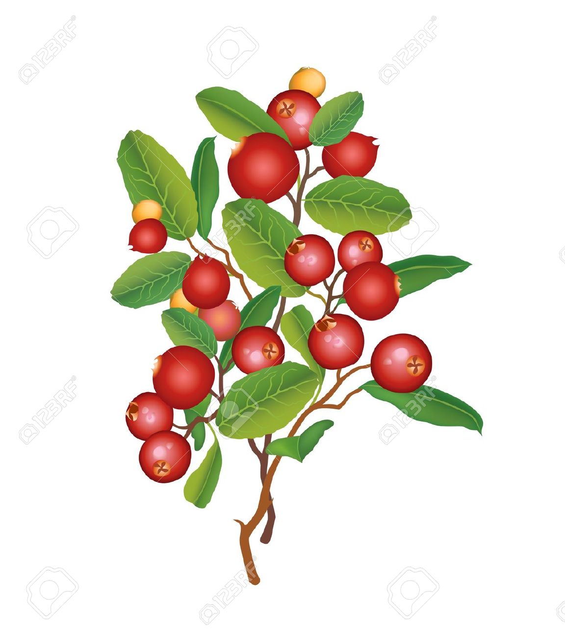 1152x1300 Clip Art Clip Art Berries