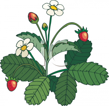 350x338 Collection Of Berry Bush Clipart High Quality, Free Cliparts