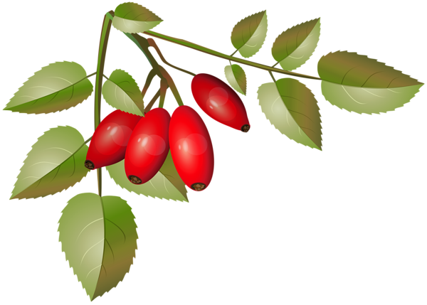 600x429 Brier Bush With Ripe Fruits Branch Png Clip Artu200b Gallery