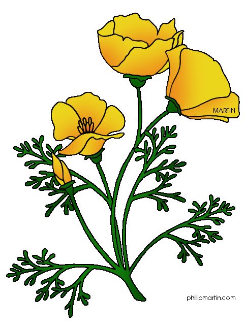 484x648 Yellow Poppy Clipart