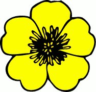 188x182 Cream Buttercup Flower Clip Art