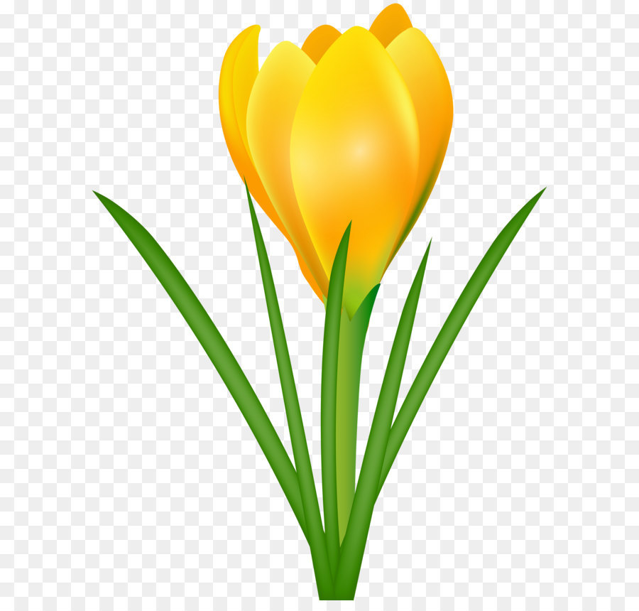 900x860 Crocus Flavus Crocus Chrysanthus Crocus Vernus Flower Clip Art