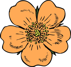 300x285 Peach Flower Clipart