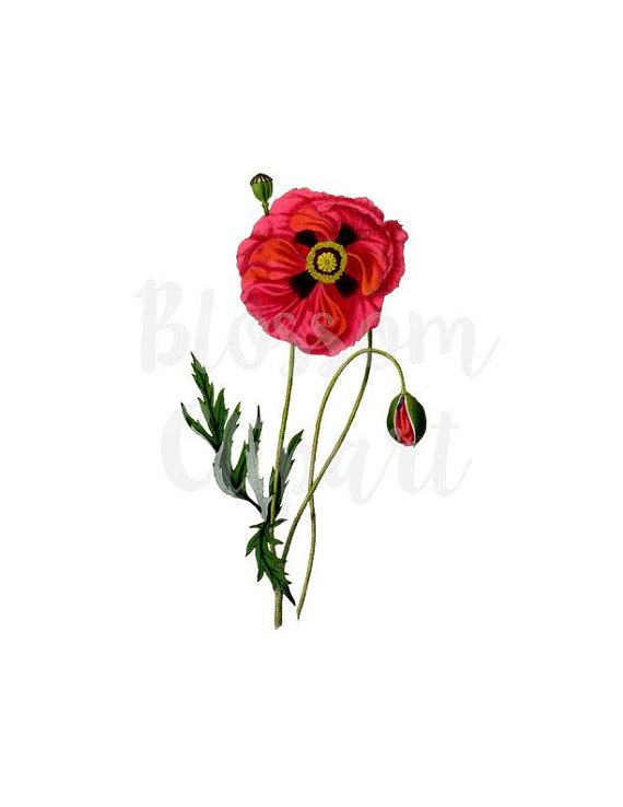 570x738 Vintage Clip Art Poppies Floral Clipart For Digital Artwork