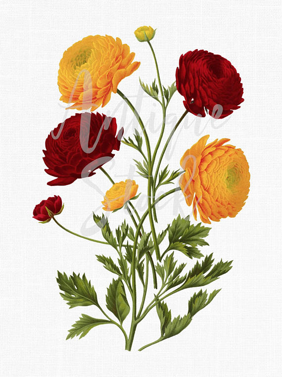 570x760 Botanical Illustration Ranunculus Flowers