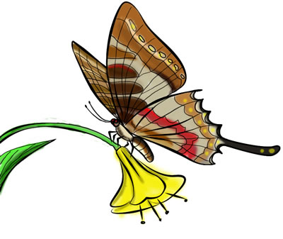 400x337 Free Butterfly Pictures