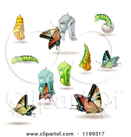 450x470 Clipart Of Stages Of The Butterfly From Cocoon To Adult
