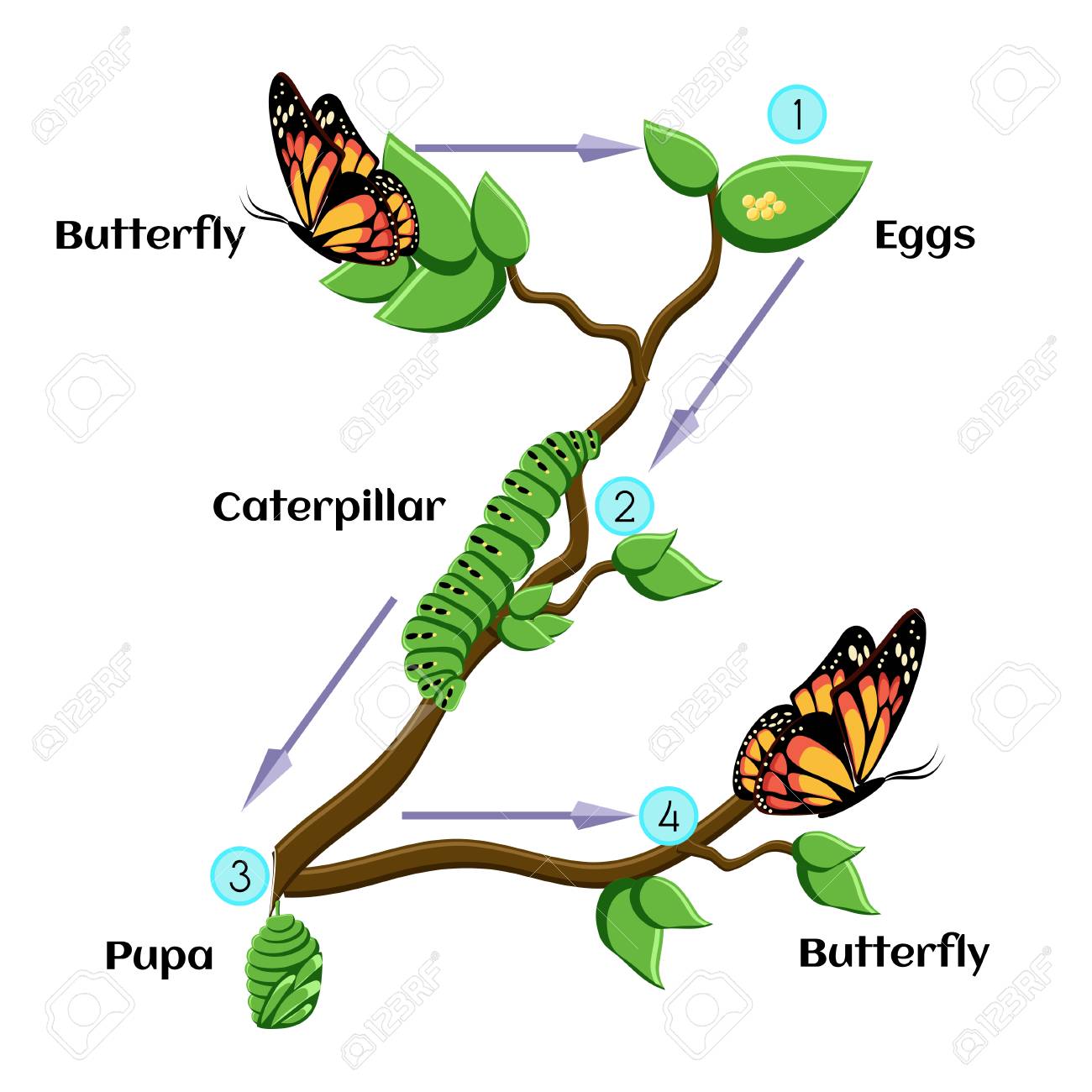 1300x1300 Life Cycle Of A Butterfly Free Clipart Amp Life Cycle Of A Butterfly