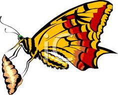 236x190 Butterfly Cocoon Stock Vectors Amp Vector Clip Art Shutterstock