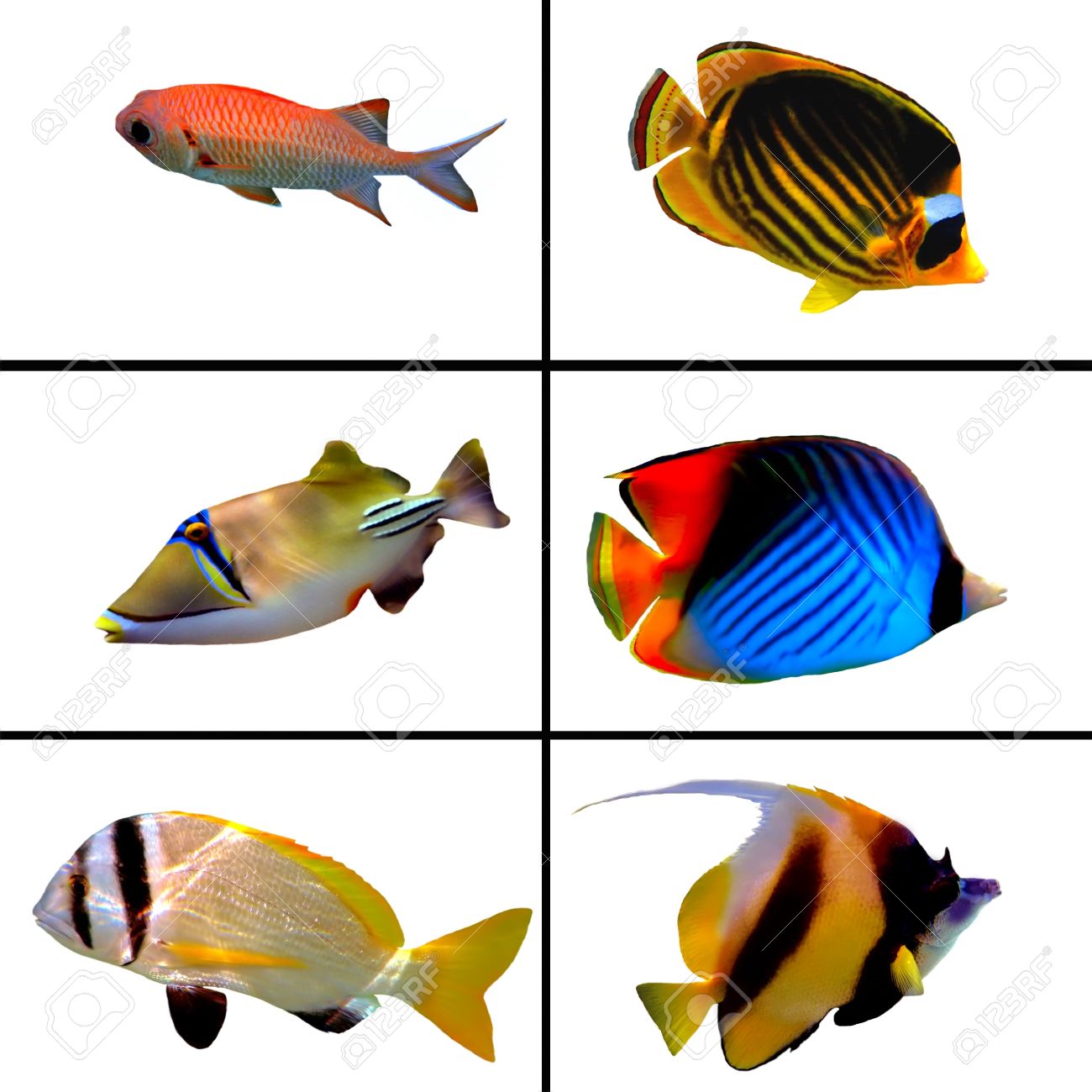 1300x1300 Butterflyfish Clipart Masked