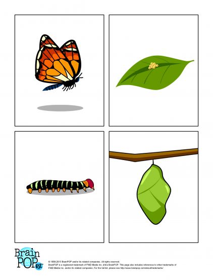 422x553 Butterfly Life Cycle Teacherslp Packet Butterfly Life Cycle