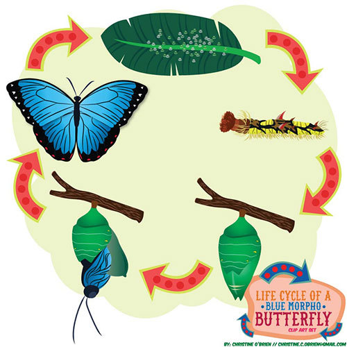 500x500 Life Cycle Of A Blue Morpho Butterfly Clip Art Set