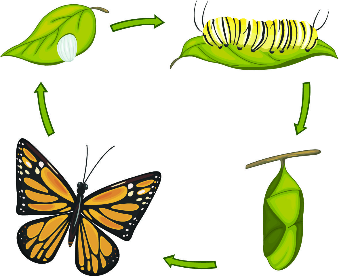 1178x958 Life Cycle A Butterfly Butterflies Then The Life Cycle