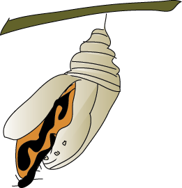 261x270 Life Cycle Of A Butterfly Process