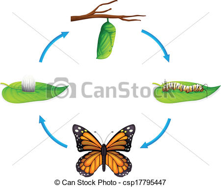 450x381 Life Cycle