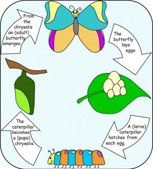 300x331 Life Cycle Of Butterfly Science Montessori
