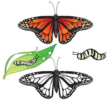 350x350 Monarch Butterfly Life Cycle Clip Art