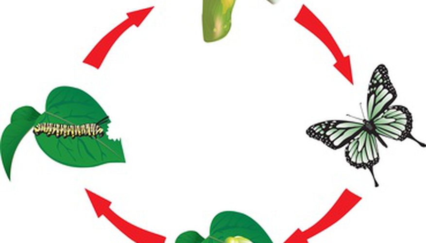 877x500 Butterfly Cycle Art Projects Our Pastimes