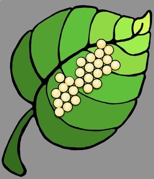 301x350 Butterfly Life Cycle Clip Art