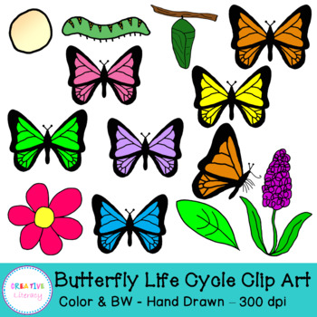 350x350 Butterfly Life Cycle Clip Art By Creative Literacy Tpt