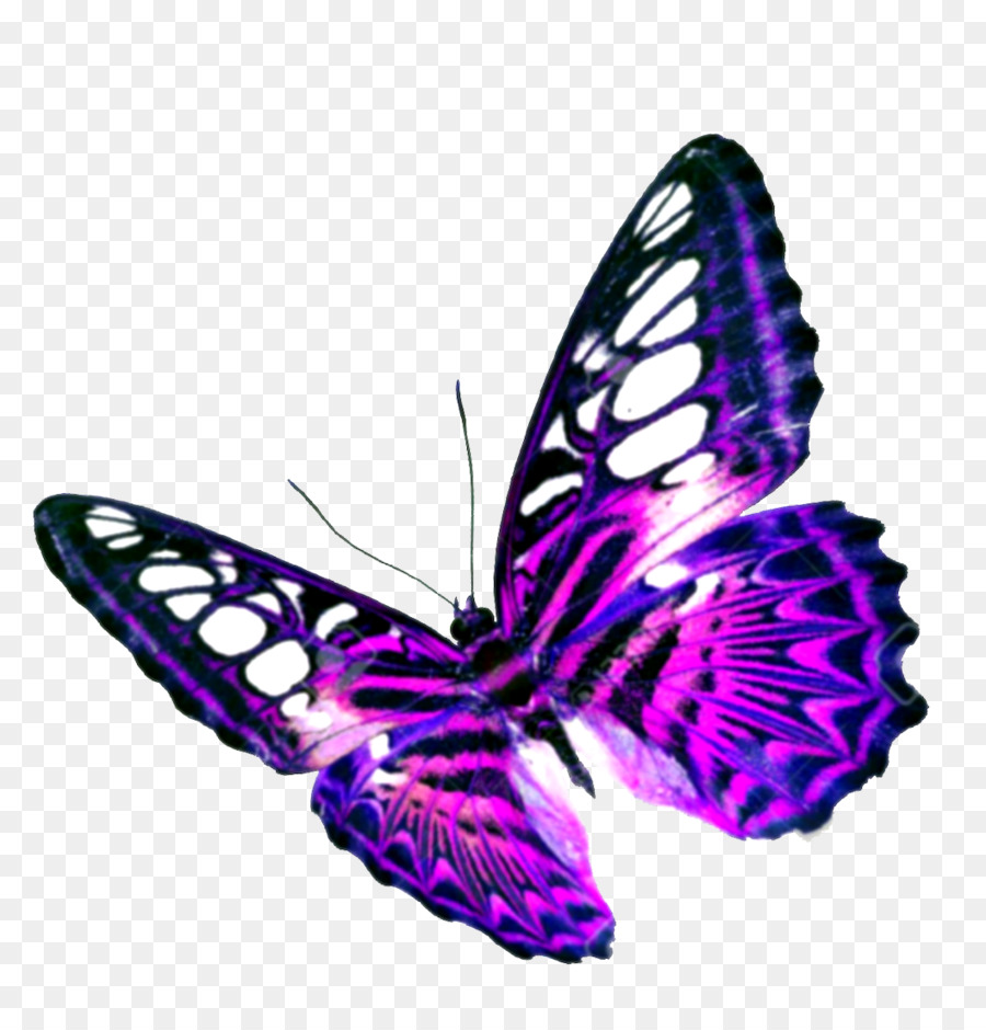 900x940 Butterfly Purple Clip Art