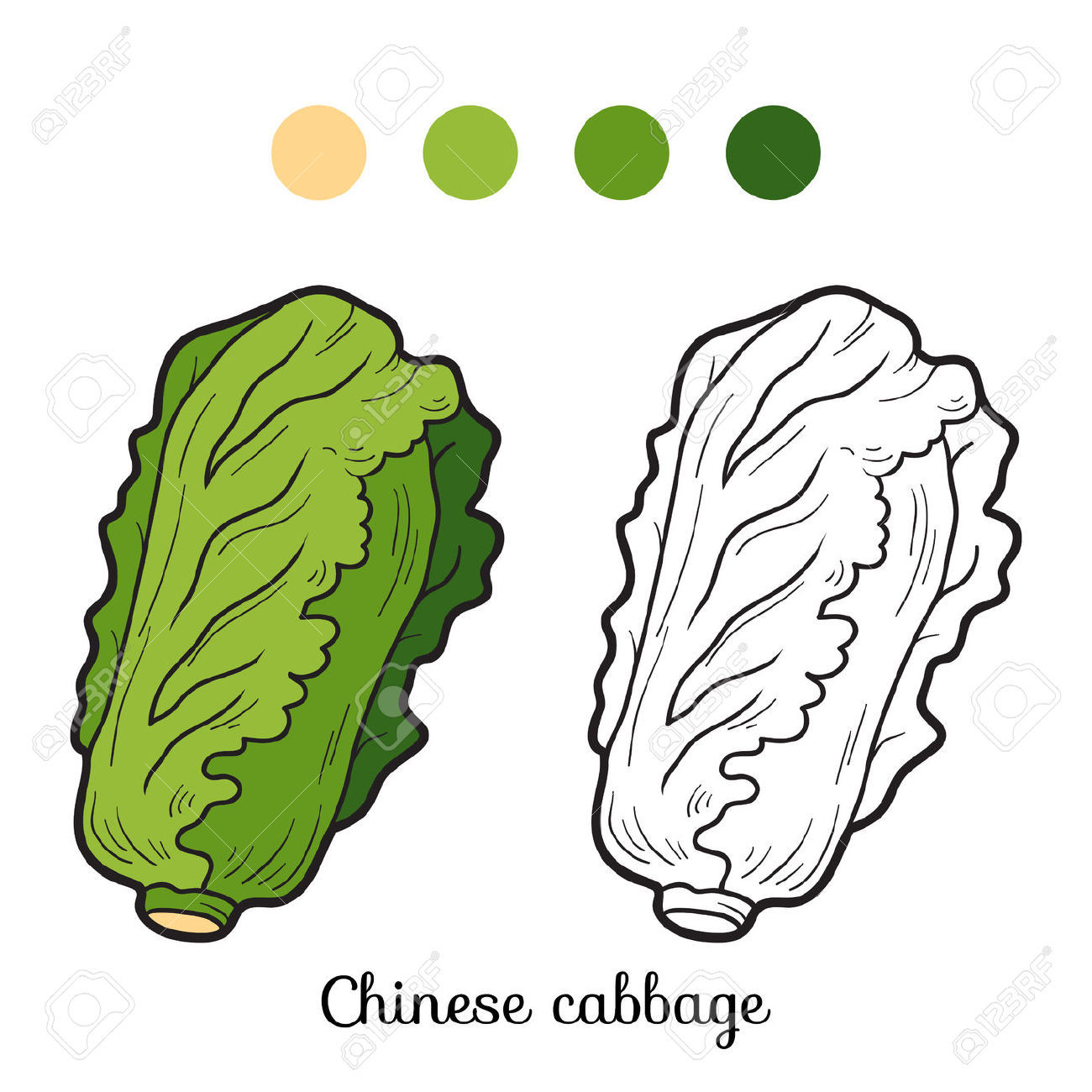 1300x1300 Cabbage Clipart Fruits And Vegetable