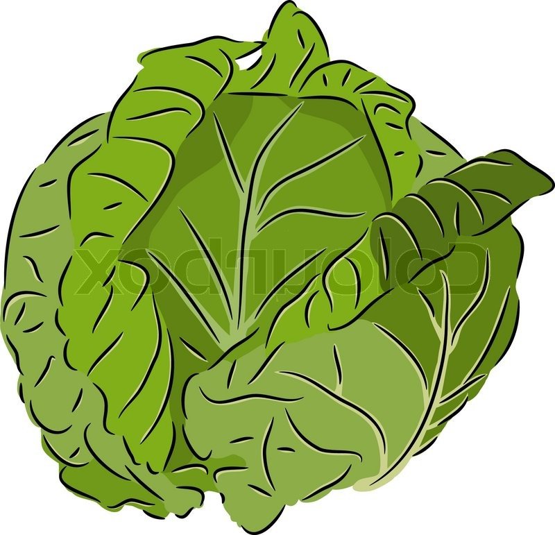 800x771 Cabbage Clipart Cartoon 3117114