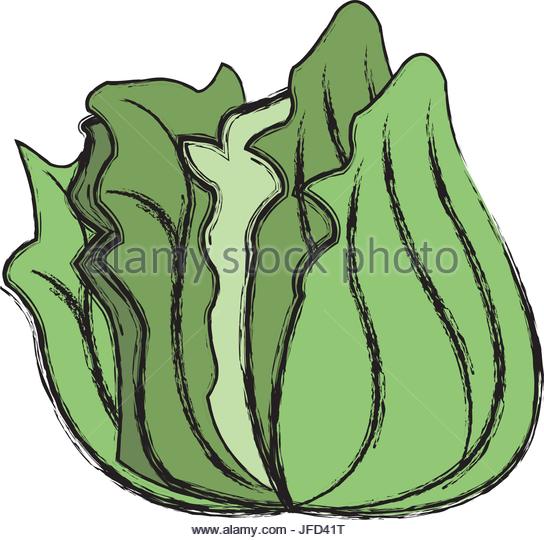 544x540 Cabbage Stock Vector Images