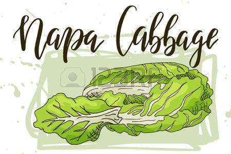 450x300 Cabbage Clipart
