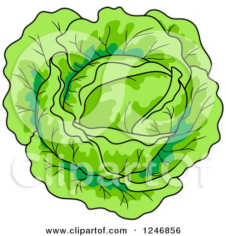 450x470 Royalty Free (Rf) Cabbage Clipart, Illustrations, Vector Graphics