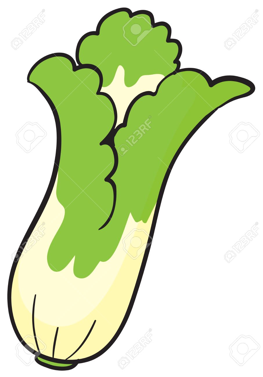 906x1300 White Cabbage Clipart